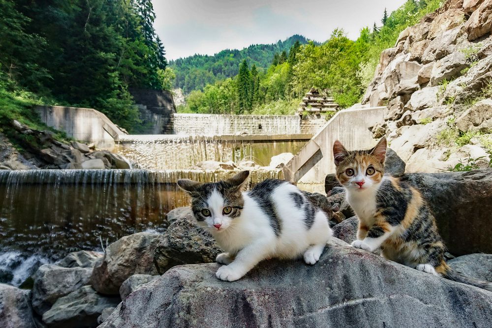 wenn zwei Katzen