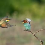 ... wenn Zwei sich streiten ...