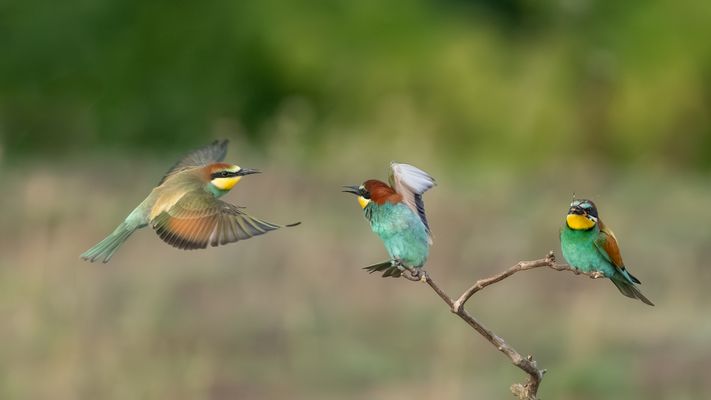 ... wenn Zwei sich streiten ...