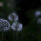 wenn.pusteblumen.schlafen.gehen