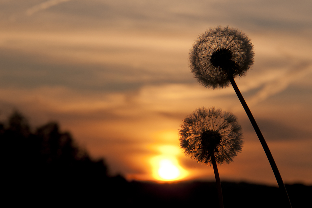 wenns abend wird am wegesrand