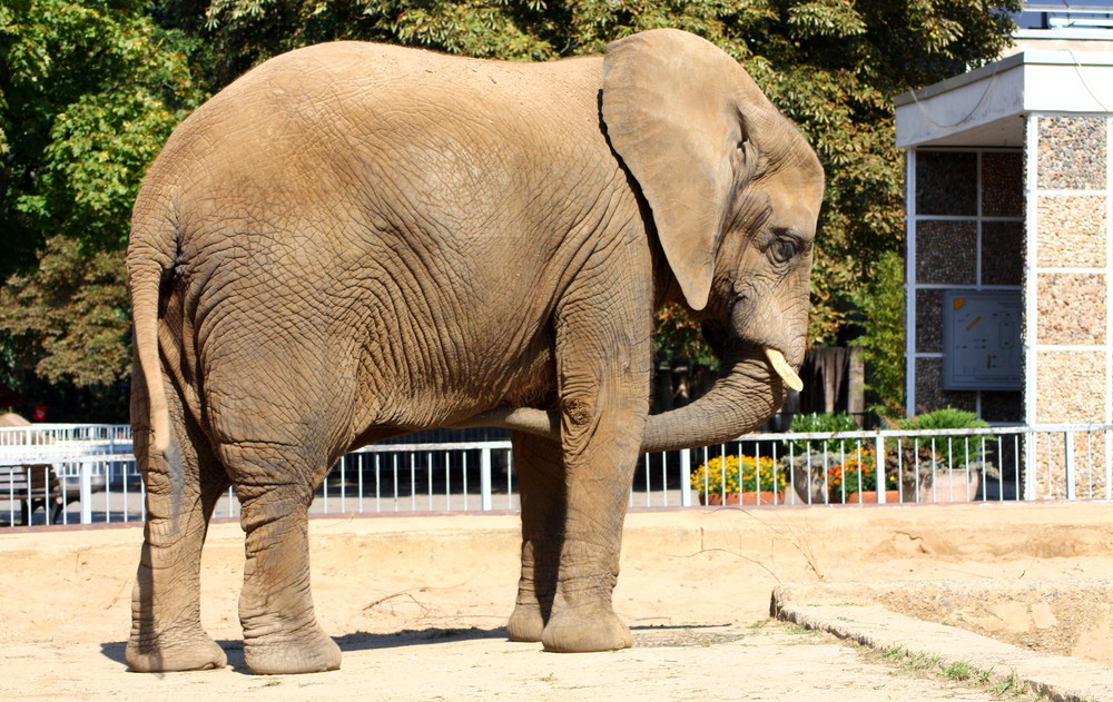 Wenns am Bauch juckt?