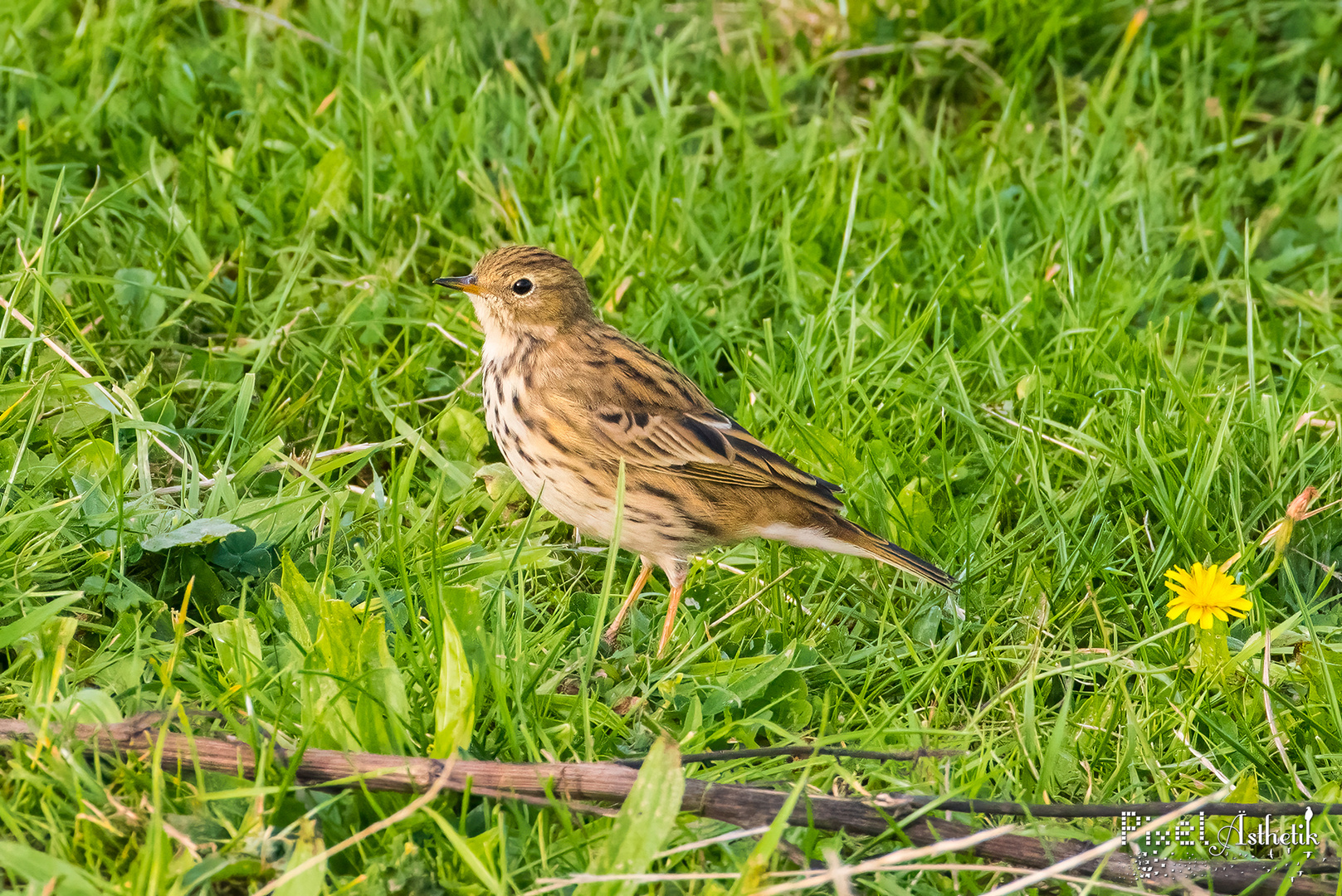 Wenn's auf der Wiese piept, ist es vielleicht ein Wiesenpieper