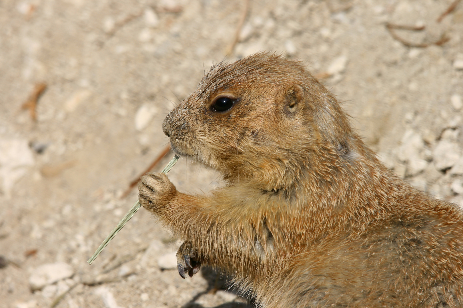 Wenn´s denn schmeckt....