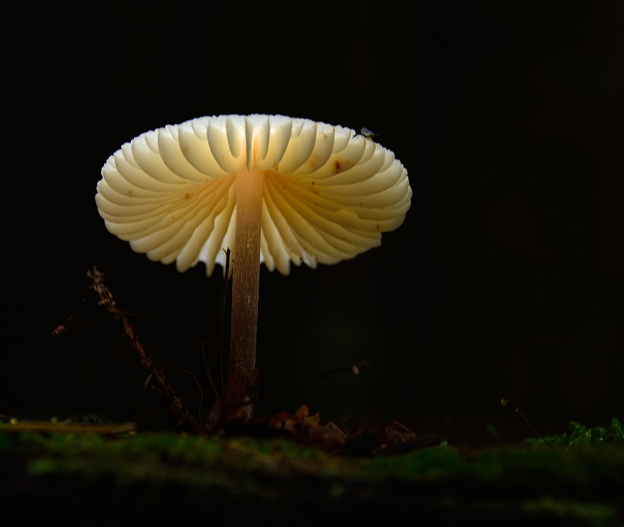 " Wenn´s dunkel wird im Wald"