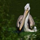 "Wenn's Fisch gibt, kommt Bewegung rein"