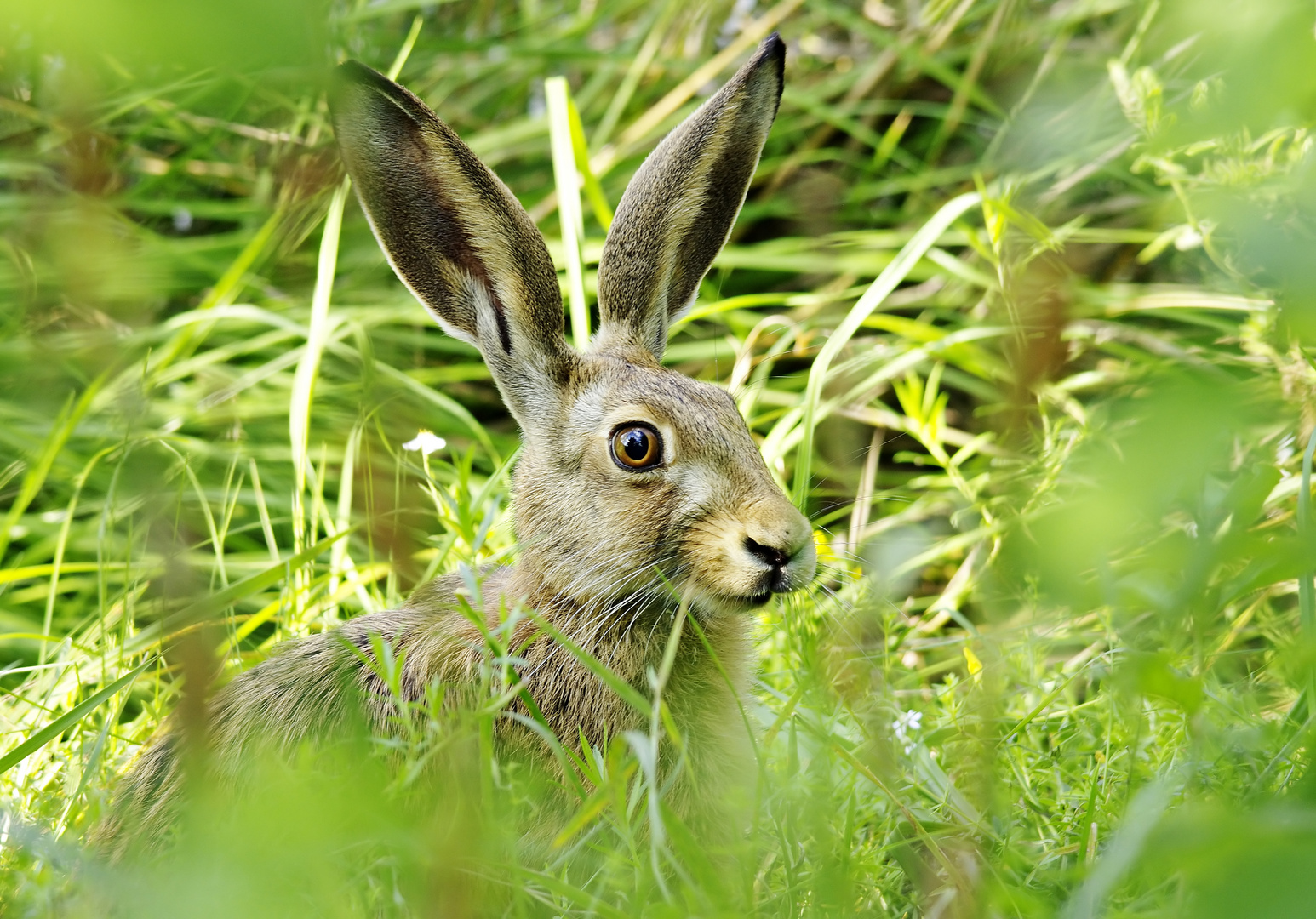 Wenns in der Hecke raschelt...