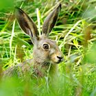 Wenns in der Hecke raschelt...