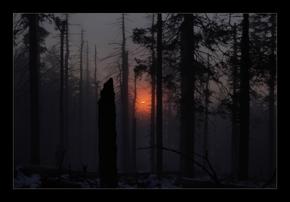 wenns Nacht wird im Dreisesselwald...