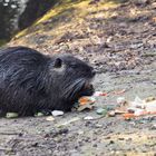 Wenn’s schmeckt dann schmeckts ...