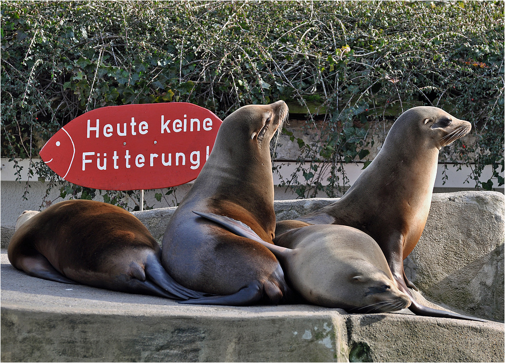 "Wenn´s schon nix zu fressen gibt genießen wir eben einfach den Sonnenschein!"