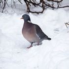 Wenn`s stürmt und schneit...