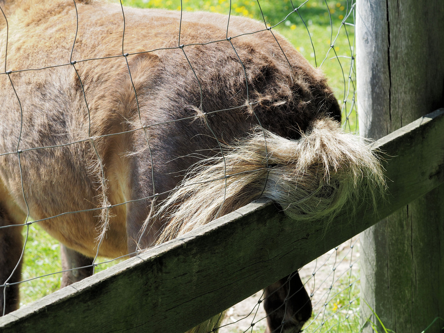 Wenns vorne zwickt und hinten beisst ...