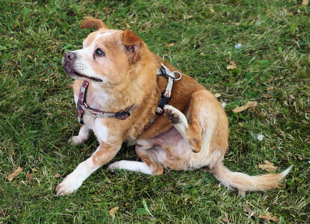 Wenn’s vorne zwickt und hinten beißt hilft Klosterfrau