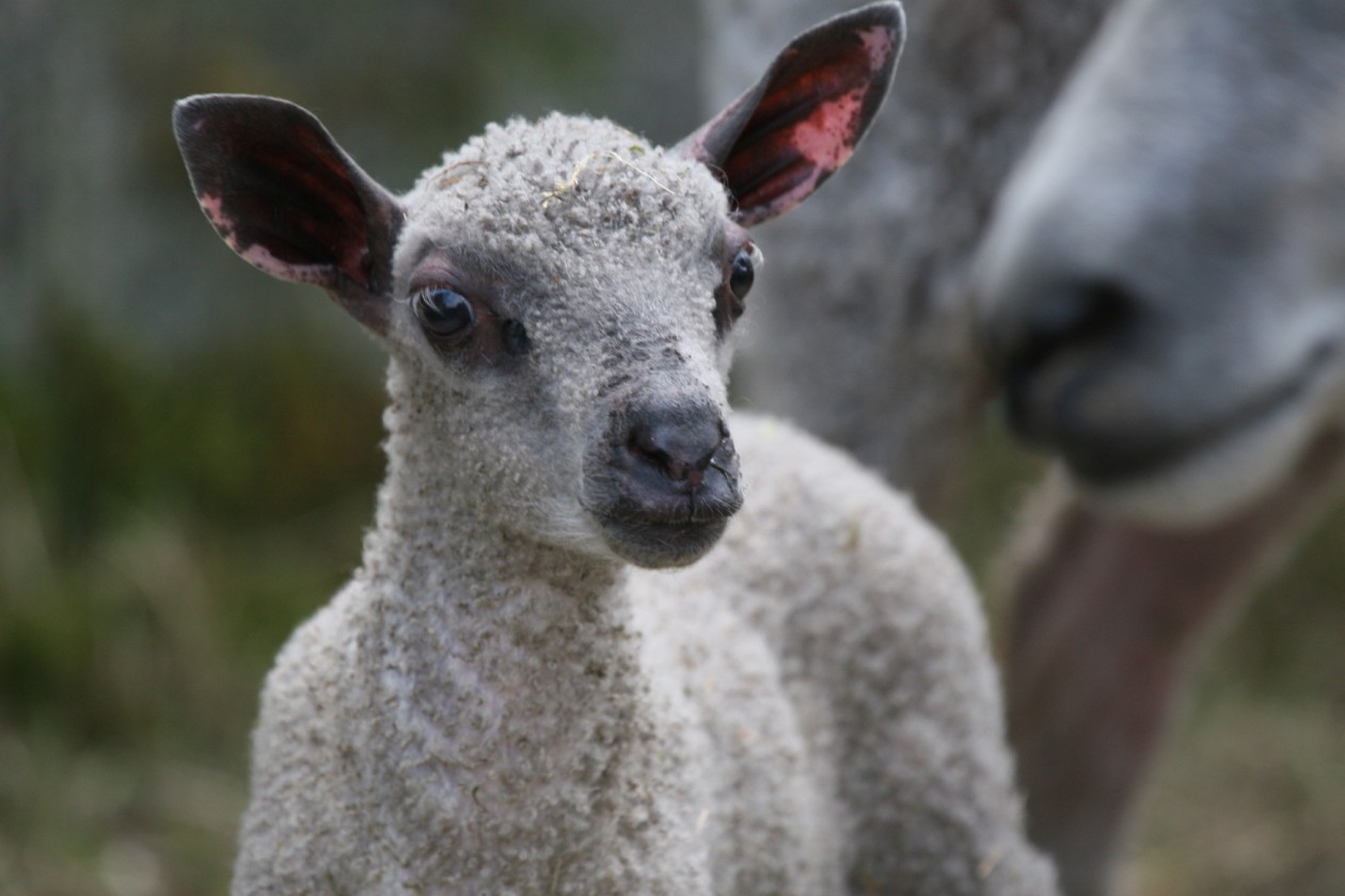 Wensleydale- Lamm mit Namen Wentzel