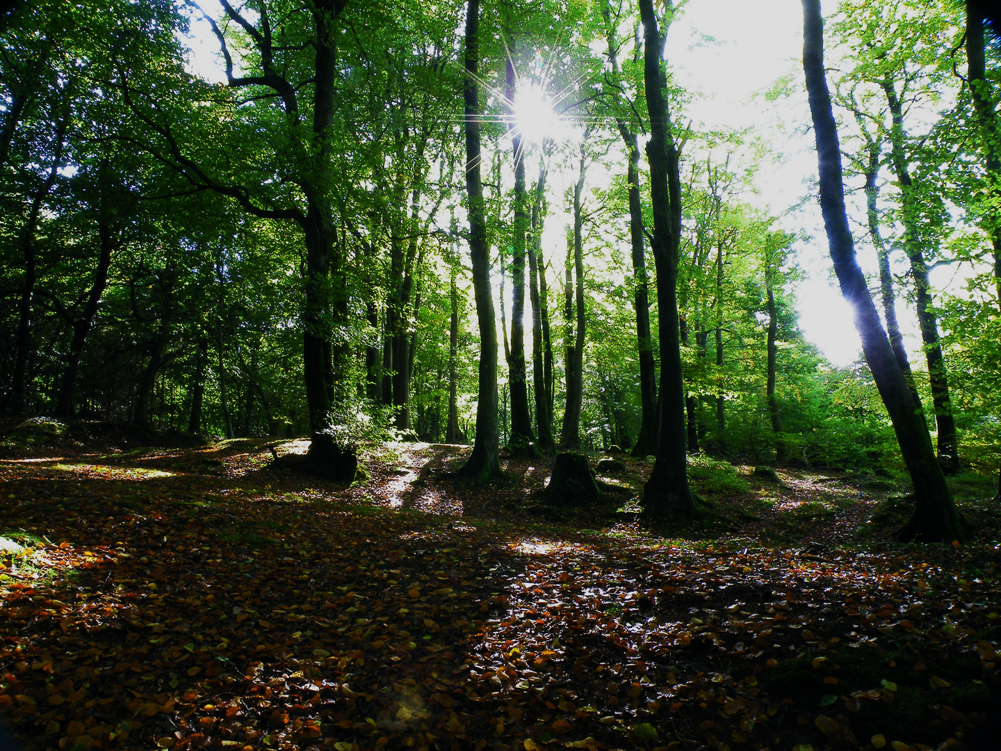 Wentwood forest 3