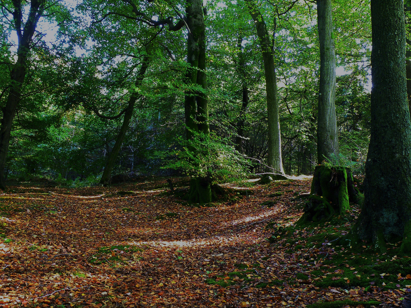 Wentwood Forest 4