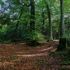 Wentwood Forest 4