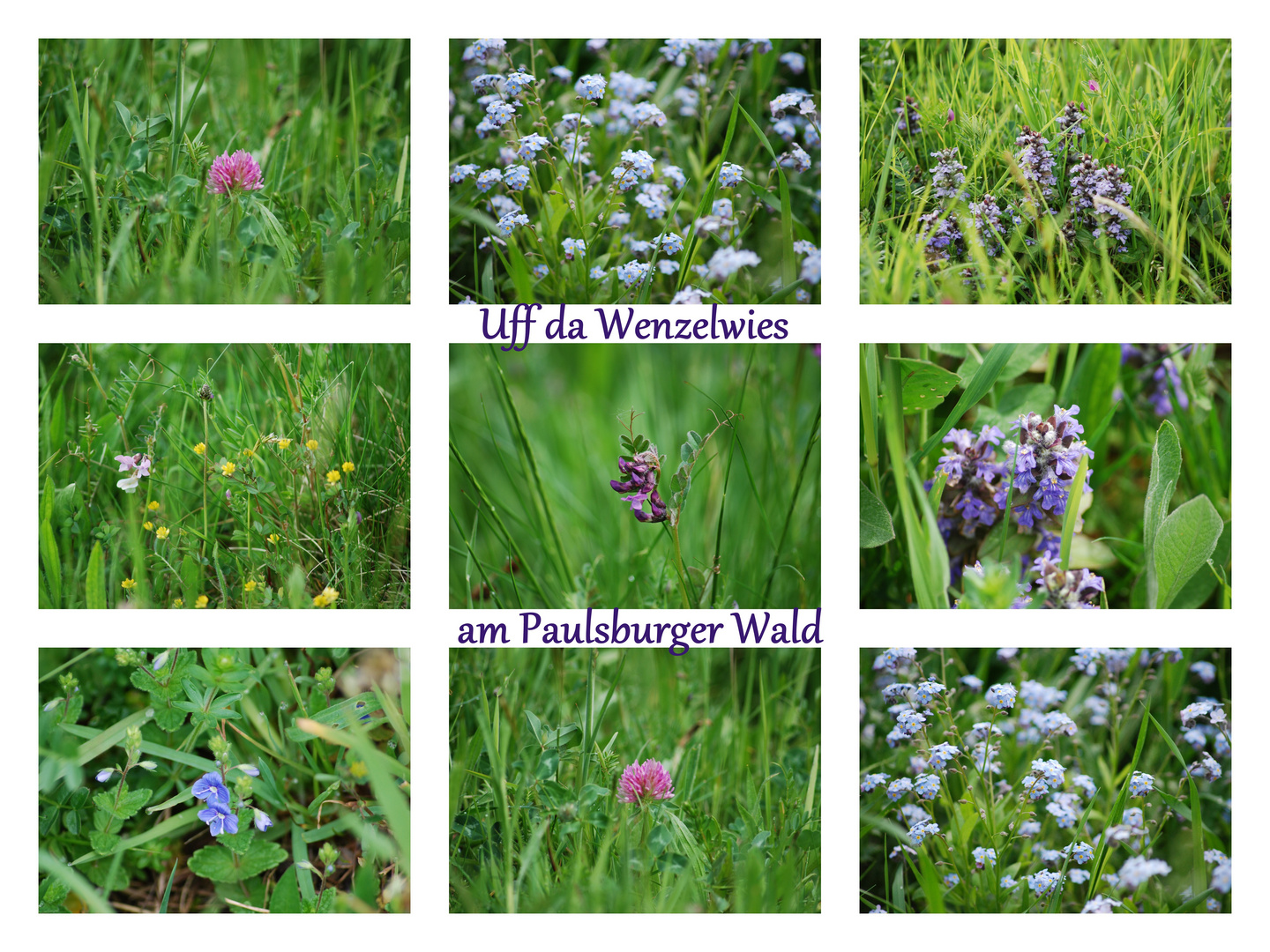 Wenzelwies in Quierschied