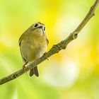 "Wer A sagt muss auch B sagen" und so ist hier die: