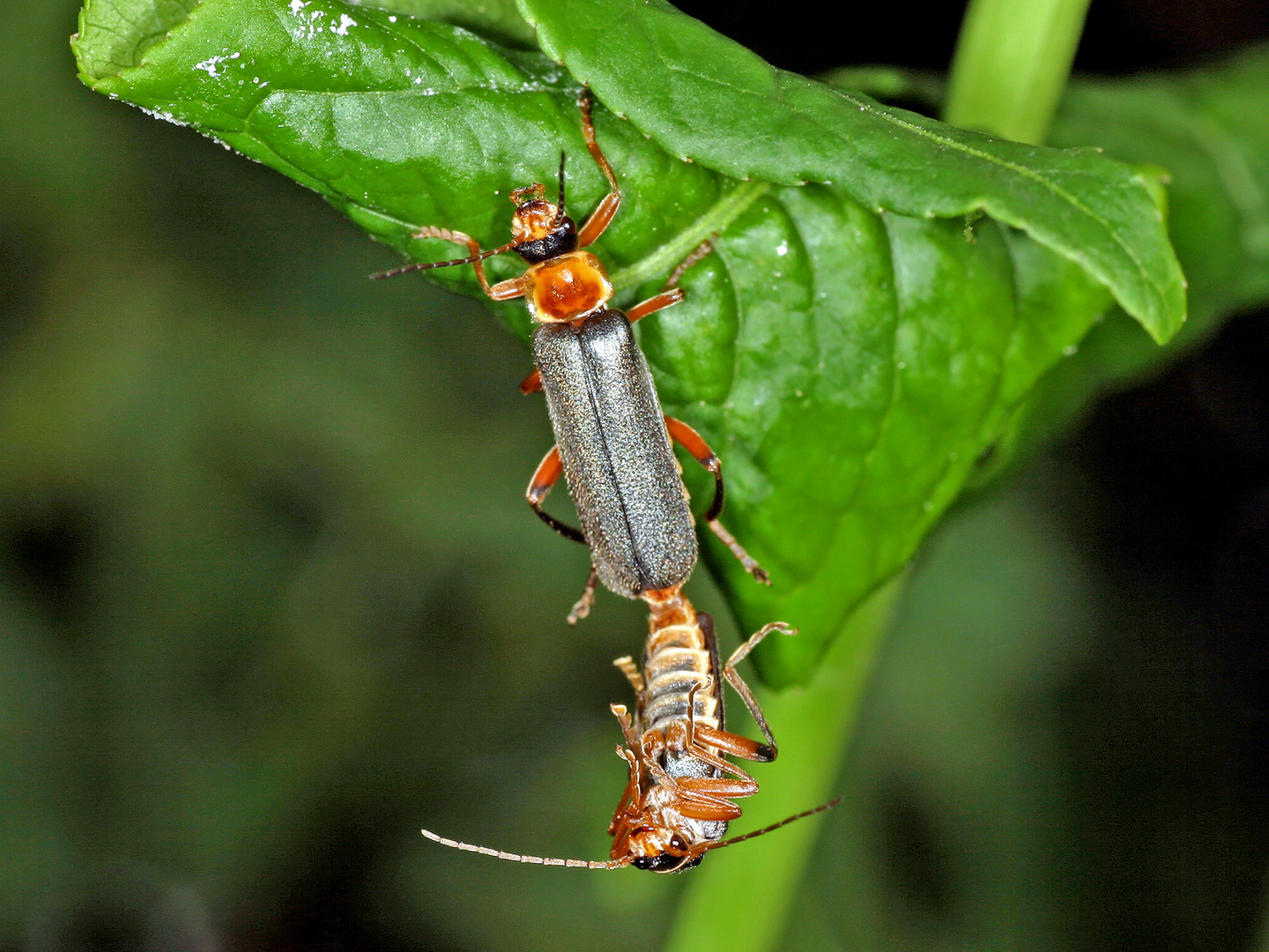 Wer abrutscht darf nochmal who slips off again. Foto & Bild makro