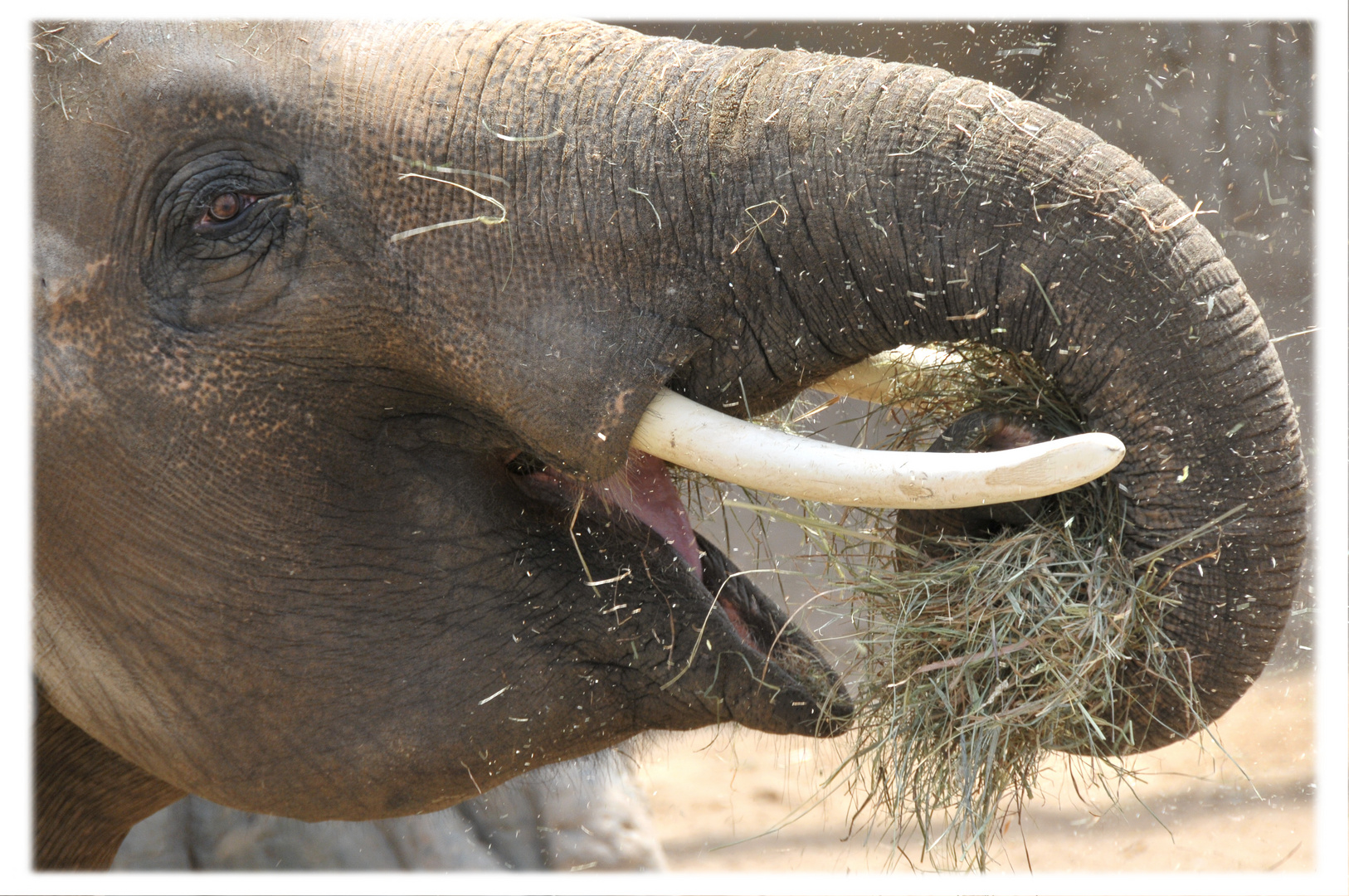 Wer Ärger im Zoo will...