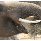 Wer Ärger im Zoo will...