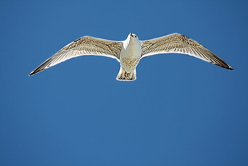 Wer am Strand liegt, sollte den Himmel im Auge behalten........