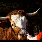 wer andern in der Nase bohrt ist selbst ein Schwein