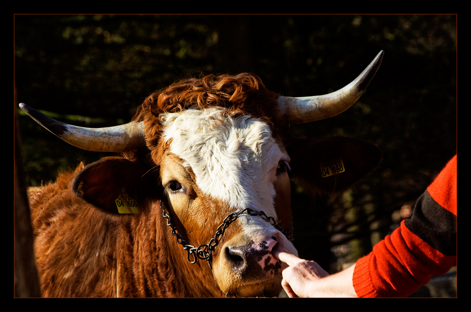 wer andern in der Nase bohrt ist selbst ein Schwein