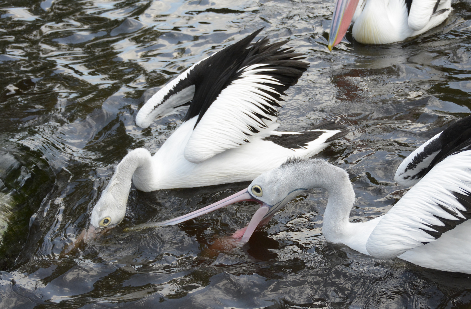 wer bekommt den Fisch???