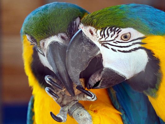 wer bekommt die Nuss