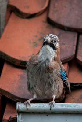 Wer beobachtet da mich?