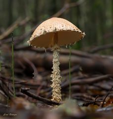 Wer bin ich?   -   Blasser Wollstiel-Schirmling (Lepiota clypeolaria var. clypeolaria)