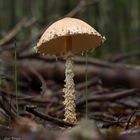 Wer bin ich?   -   Blasser Wollstiel-Schirmling (Lepiota clypeolaria var. clypeolaria)