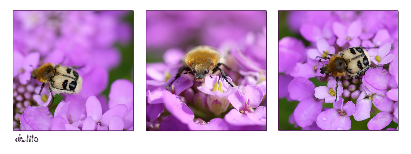 Wer bin ich ??? ein gebänderter Pinselkäfer - Trichius fasciatus