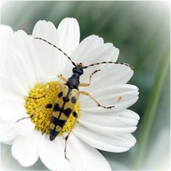 Wer bin ich ? - Ein "Gefleckter Schmalbock".