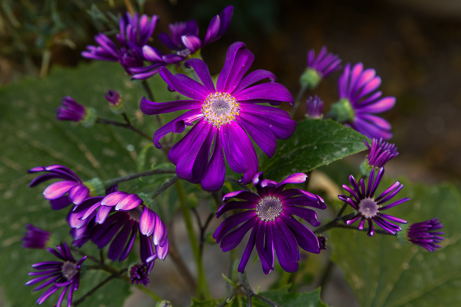 Wer bin ich? Eine Läusepflanze? Eine Aschenblume?