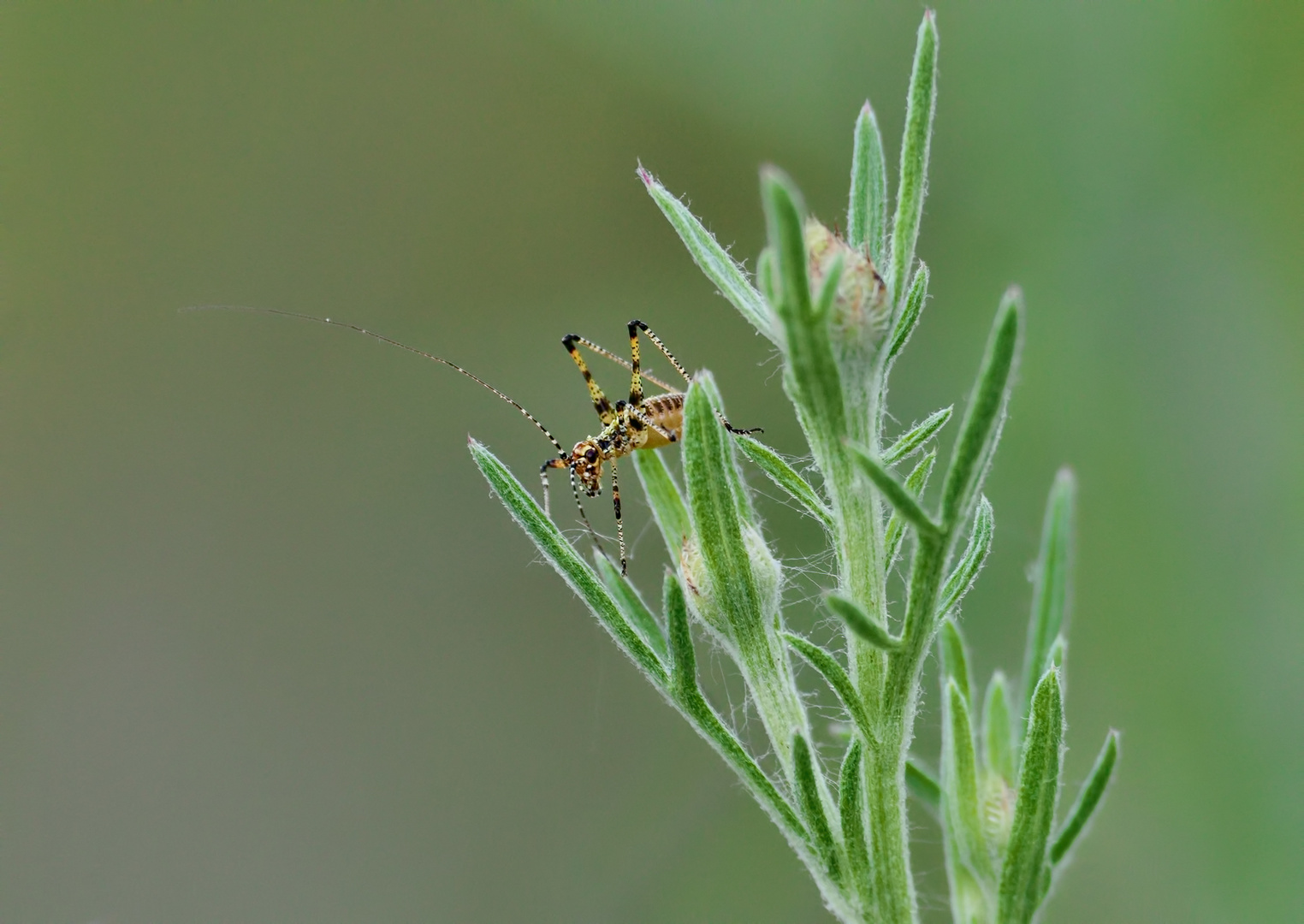 Wer bin ich?   Eine Larve der Vierpunktigen Sichelschrecke Phaneroptera nana