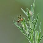 Wer bin ich?   Eine Larve der Vierpunktigen Sichelschrecke Phaneroptera nana