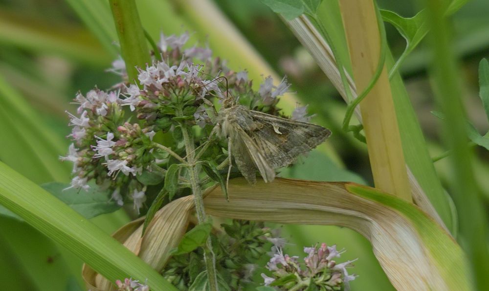 Wer bin ich ? Evtl.eine Gammaeule (Autographa gamma)?