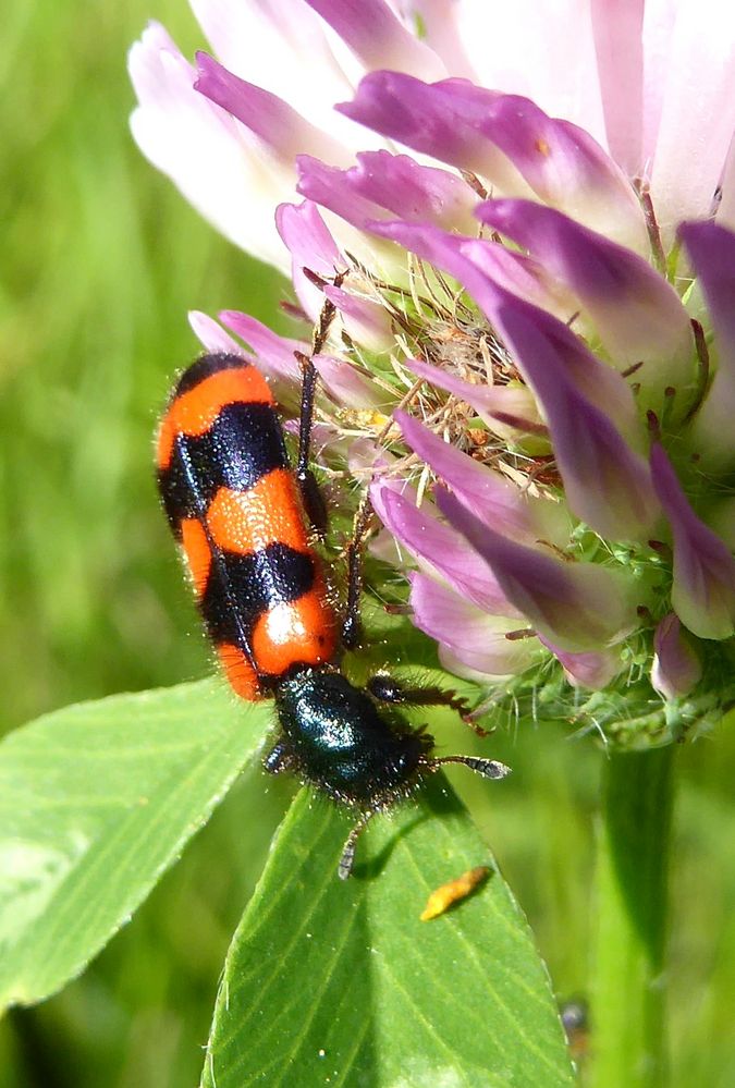 wer bin ich? Gemeine Bienenkäfer (Trichodes apiarius) bestimmt von Charly