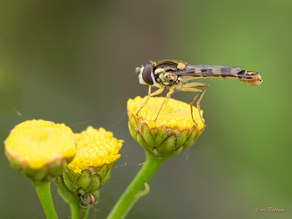 Wer bin ich?  Gemeine Langbauchschwebfliege (Xylota segnis)