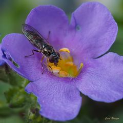 Wer bin ich?  -  Graue Breitfußschwebfliege (Platycheirus albimanus)