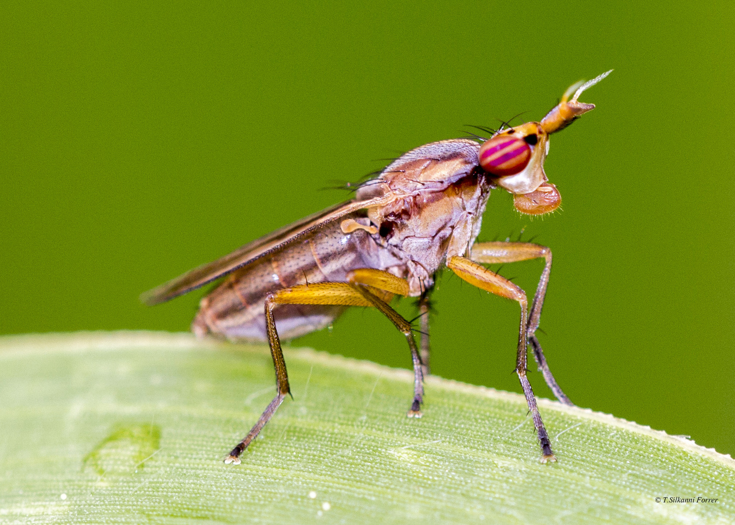 Wer bin ich? (Hornfliege Zciomysidae)