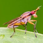 Wer bin ich? (Hornfliege Zciomysidae)