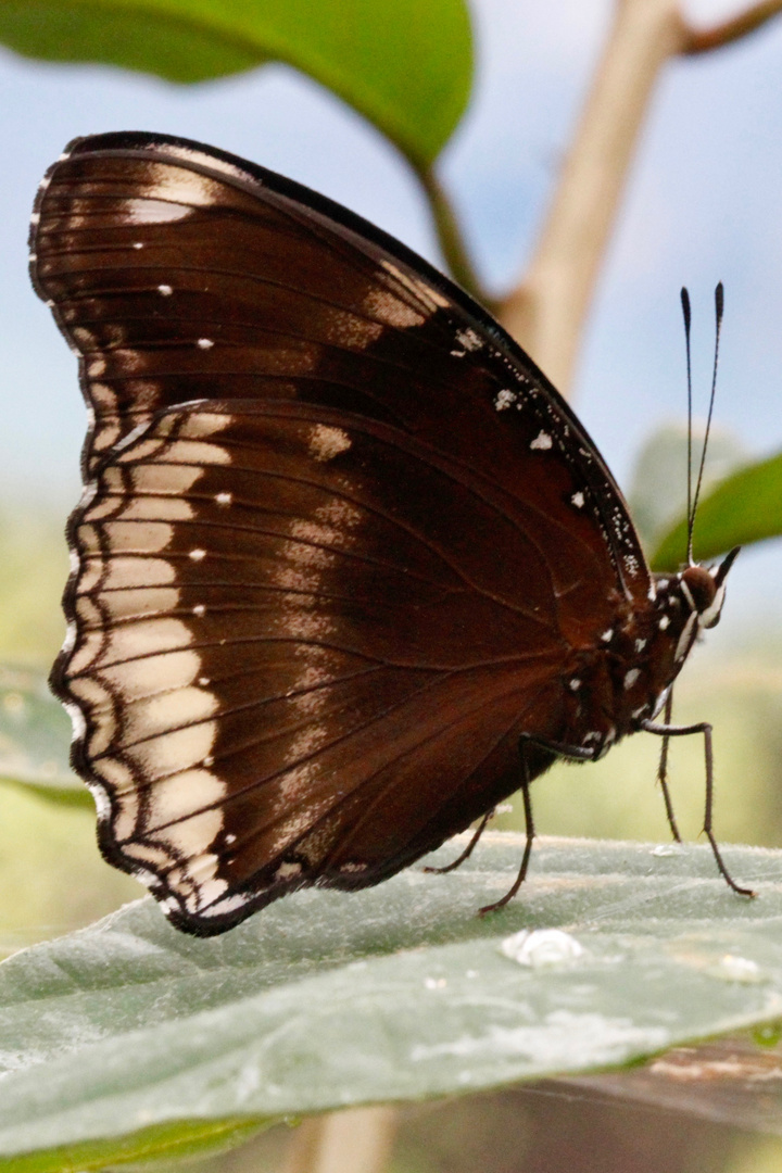 wer bin ich?  Hypolimnas bolina  -  Gewöhnliche Eierfliege  -  Malaysia