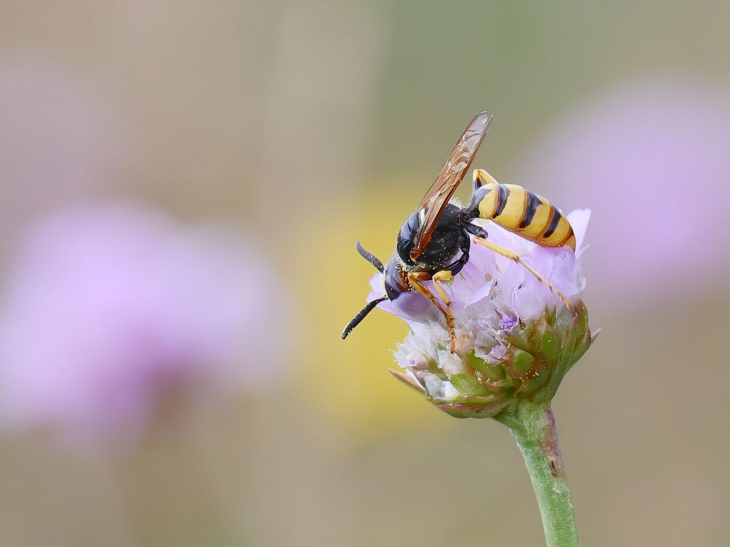 Wer bin ich ? Ich bin ein Bienenwolf !