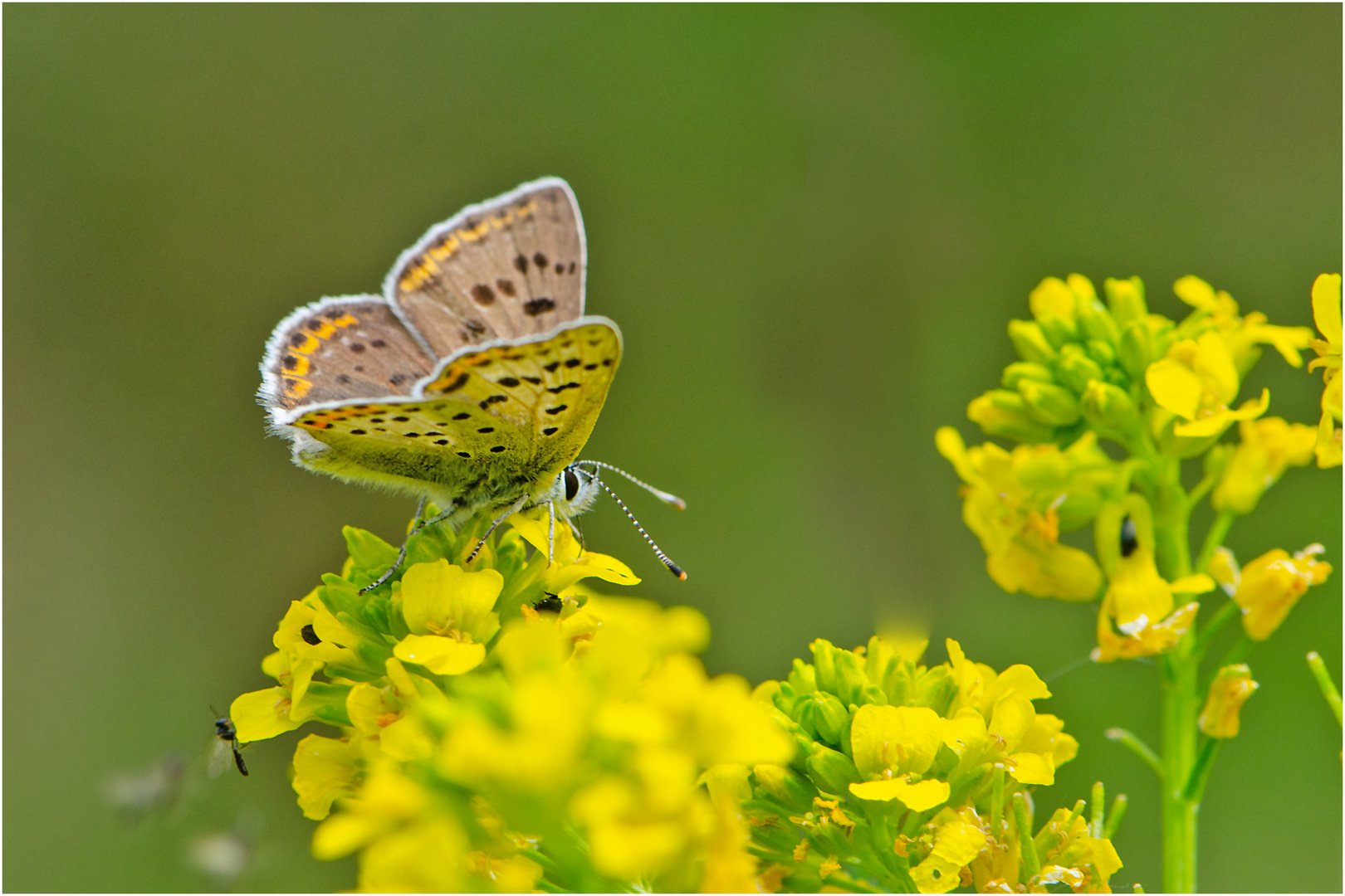 Wer bin ich? Männchen des Braunen Feuerfalters (Lycaena tityrus)