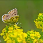 Wer bin ich? Männchen des Braunen Feuerfalters (Lycaena tityrus)